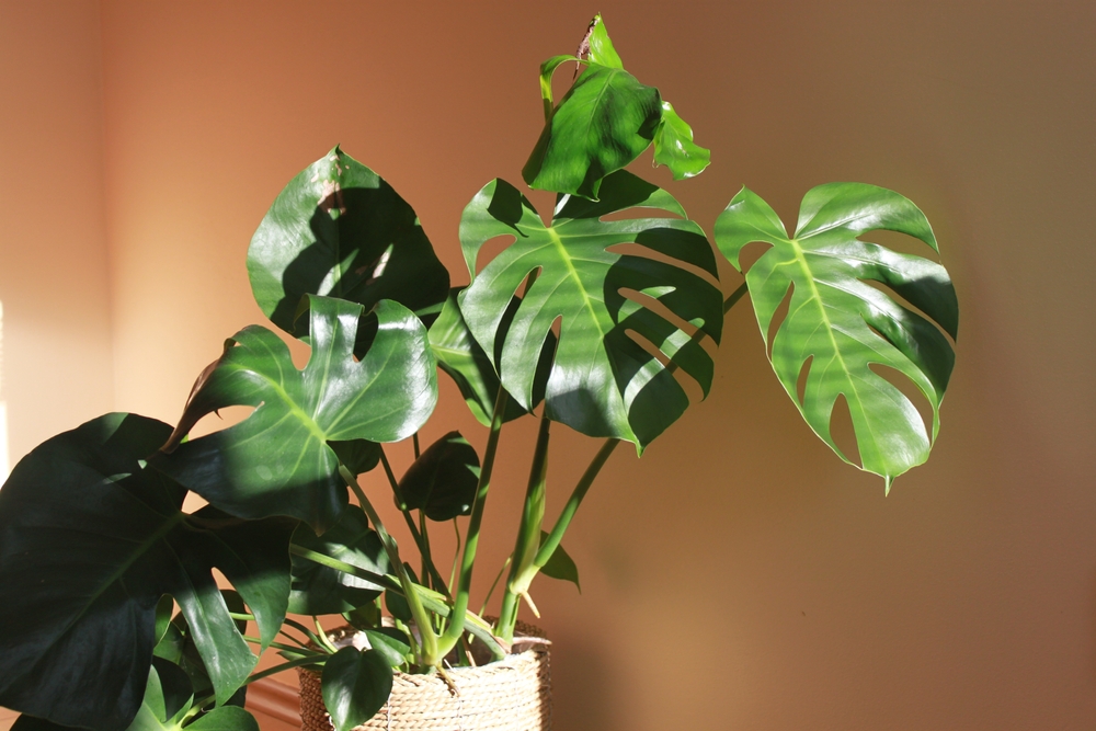 Cum să îngrijești corect planta Monstera. Frunzele nu se vor mai îngălbeni dacă faci asta!