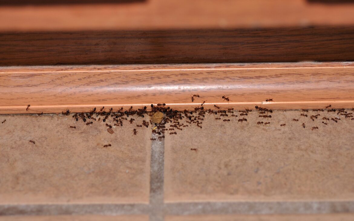 Uită de insecticide: cum un ingredient obișnuit din bucătărie te poate scăpa pentru totdeauna de furnicile din locuință