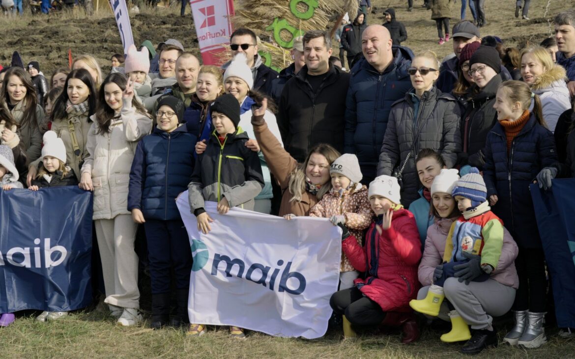 (video) De cinci ani, maib susține inițiativele verzi. Cum s-a desfășurat activitatea de plantare organizată de bancă în 2025