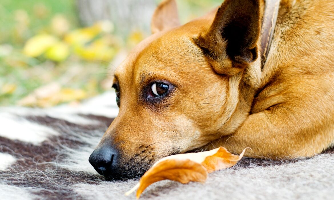 De ce câinii își ling lăbuțele? Experții atrag atenția stăpânilor