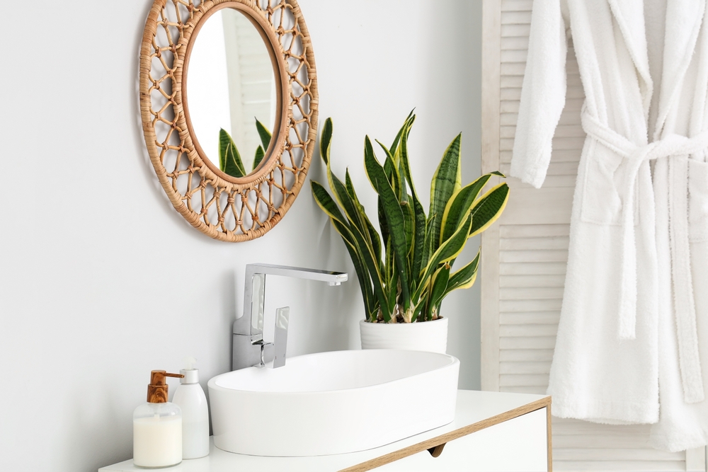 Cinci plante de interior care luptă împotriva mucegaiului și purifică aerul din casă