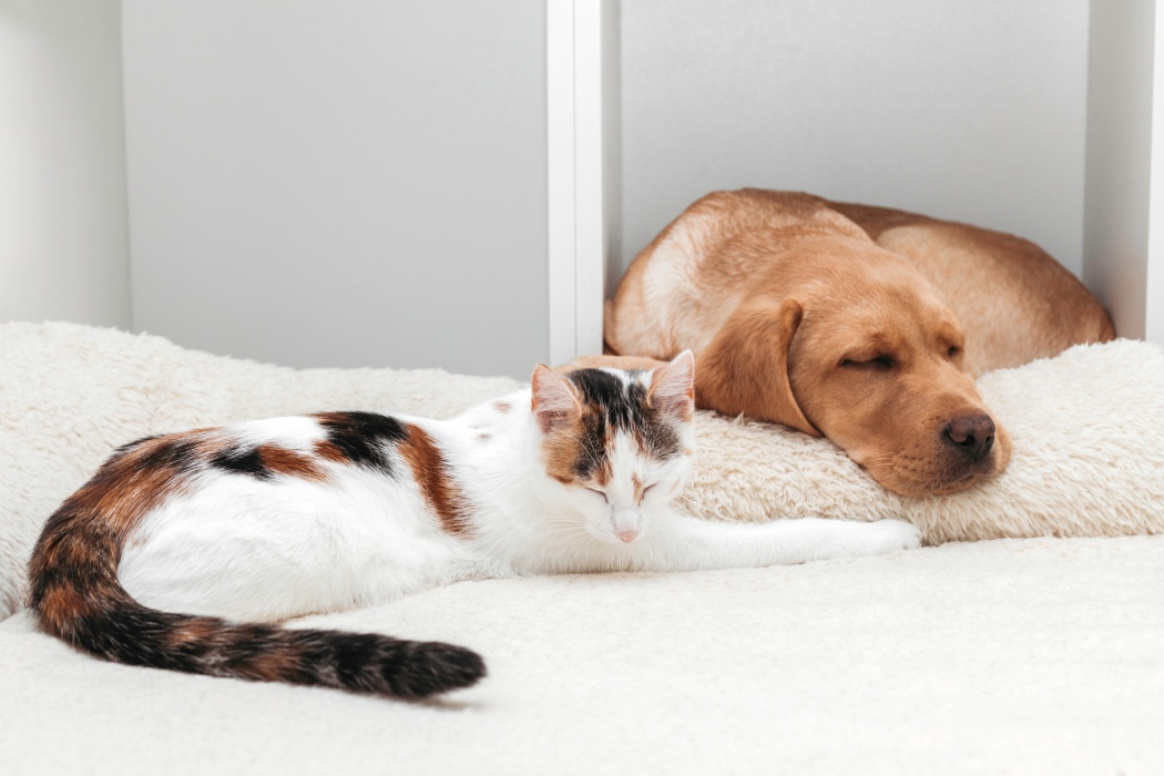 Pericolele ASCUNSE din locuință care pot pune în pericol viața animalelor de companie