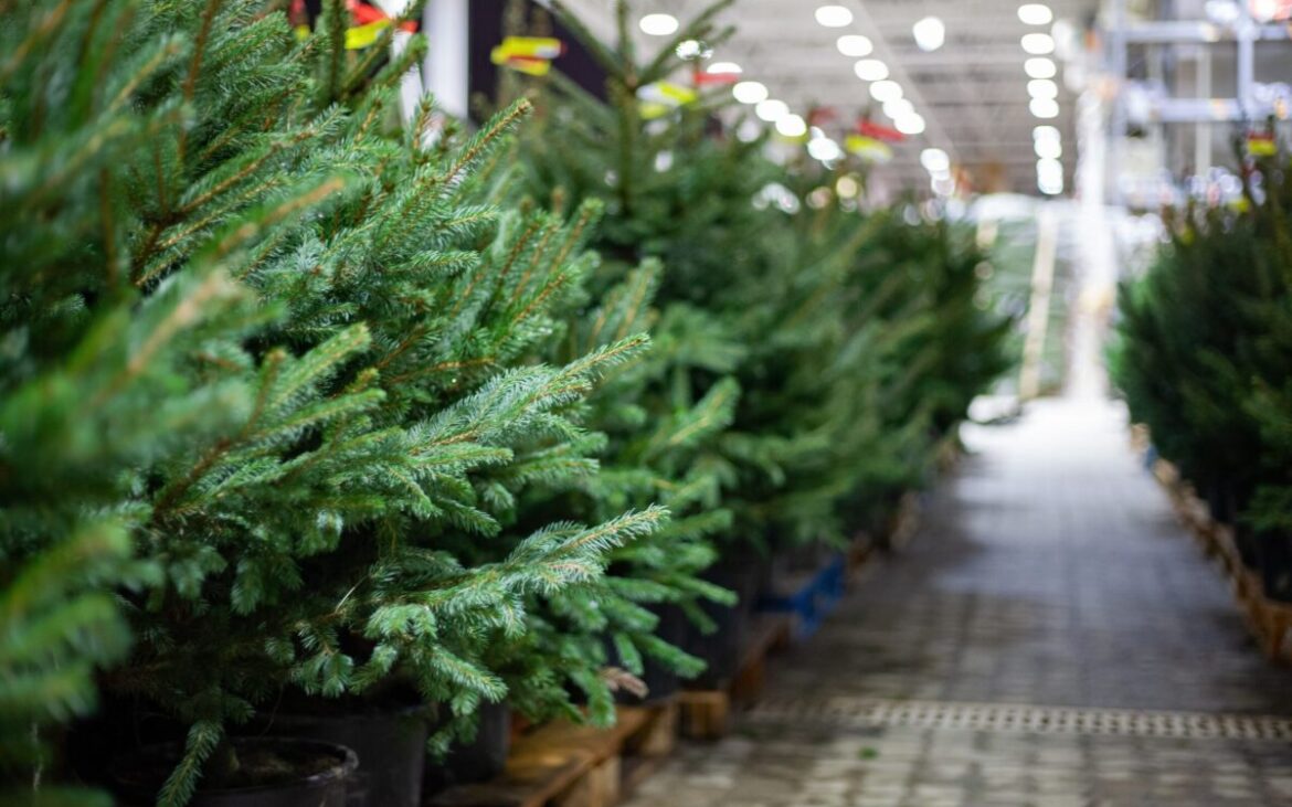 Îngrijirea corectă a bradului în ghiveci. Sfaturi de la specialiști