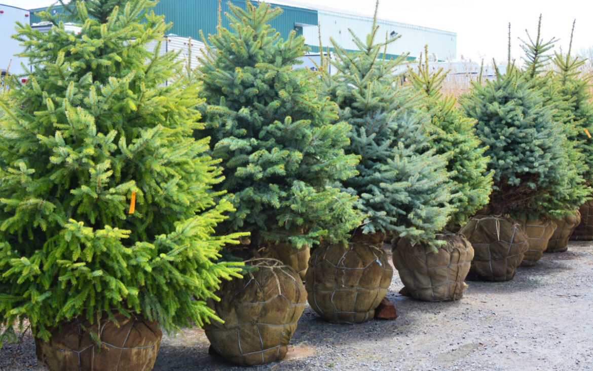 Au apărut primii brazi naturali! Cât costă și cum să-i împodobești ca să fie “în trend”