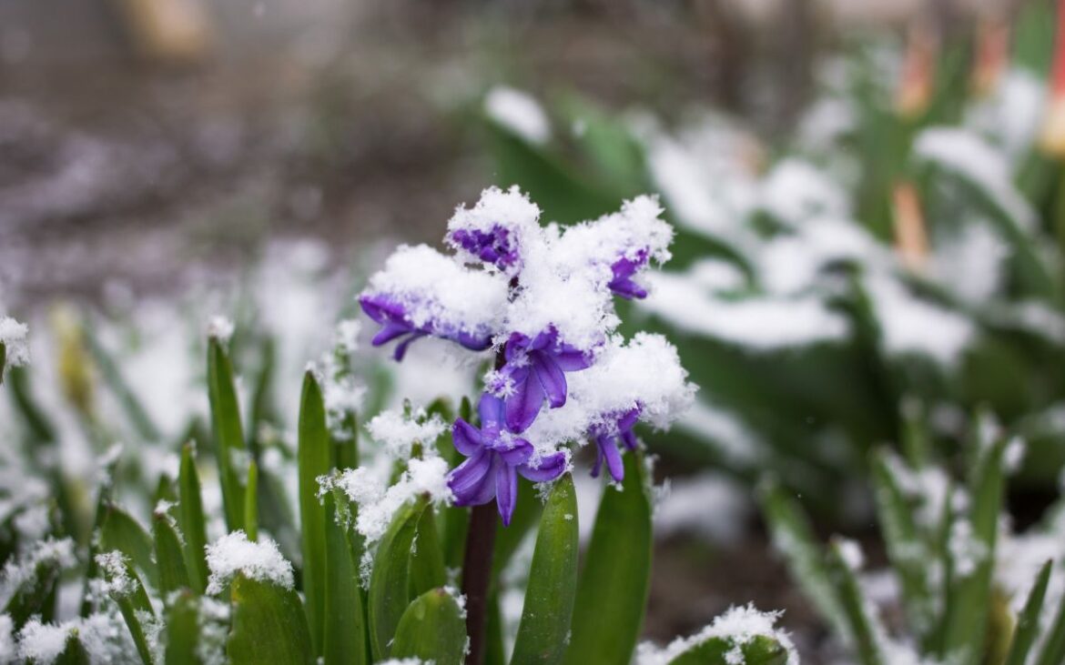 Florile care rezistă cel mai bine în sezonul rece. Le poți planta cu ușurință în grădină