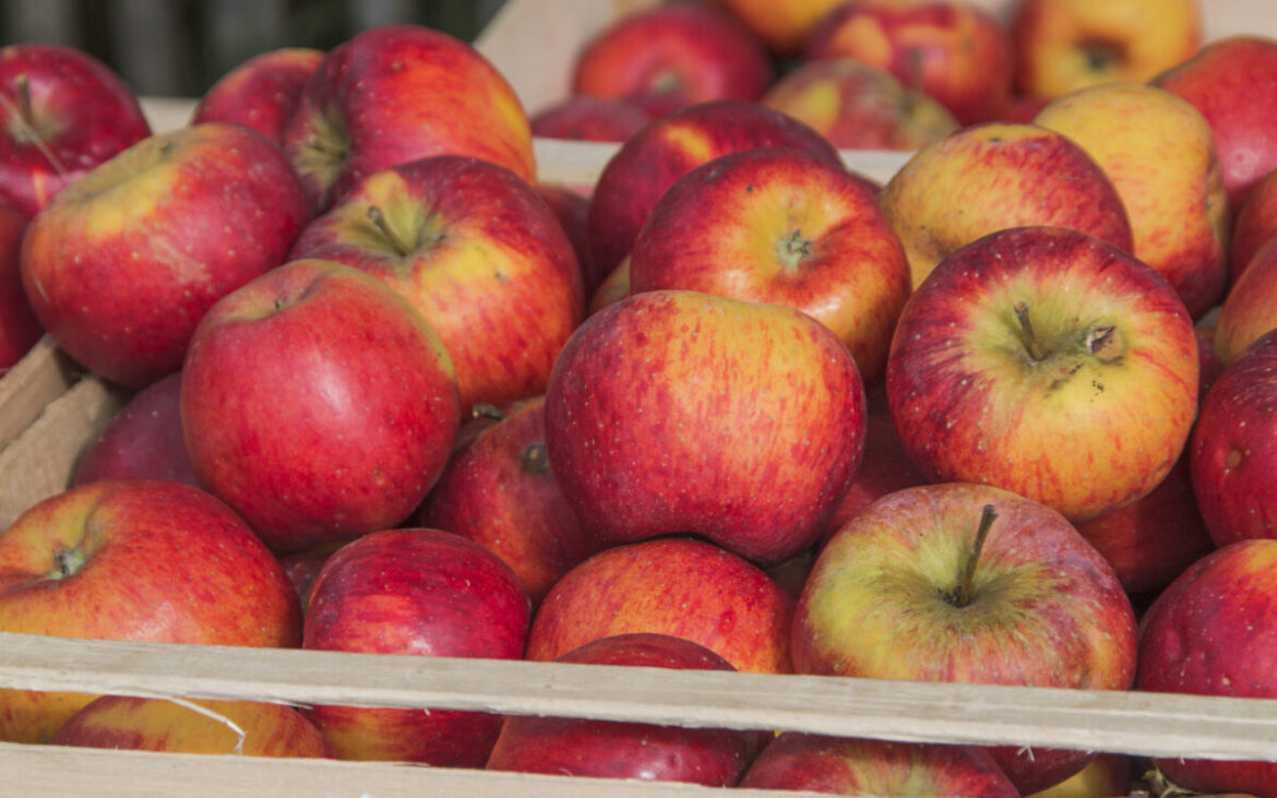 De ce se strică merele în beci și cum le poți păstra corect peste iarnă