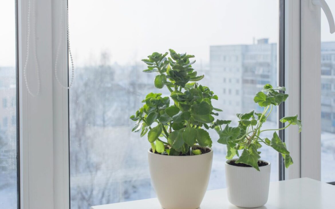 Cum să-ți păstrezi mușcatele sănătoase când le aduci în casă pentru iarnă