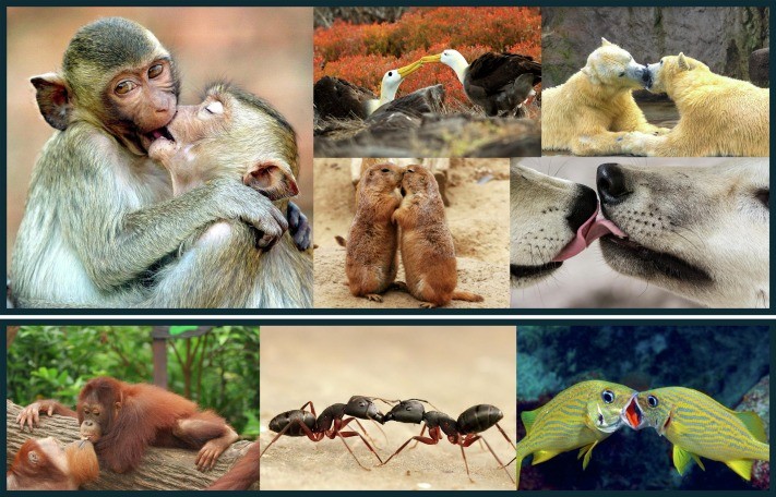 Primul sărut datează de acum 20 de milioane de ani, afirmă cercetătorii