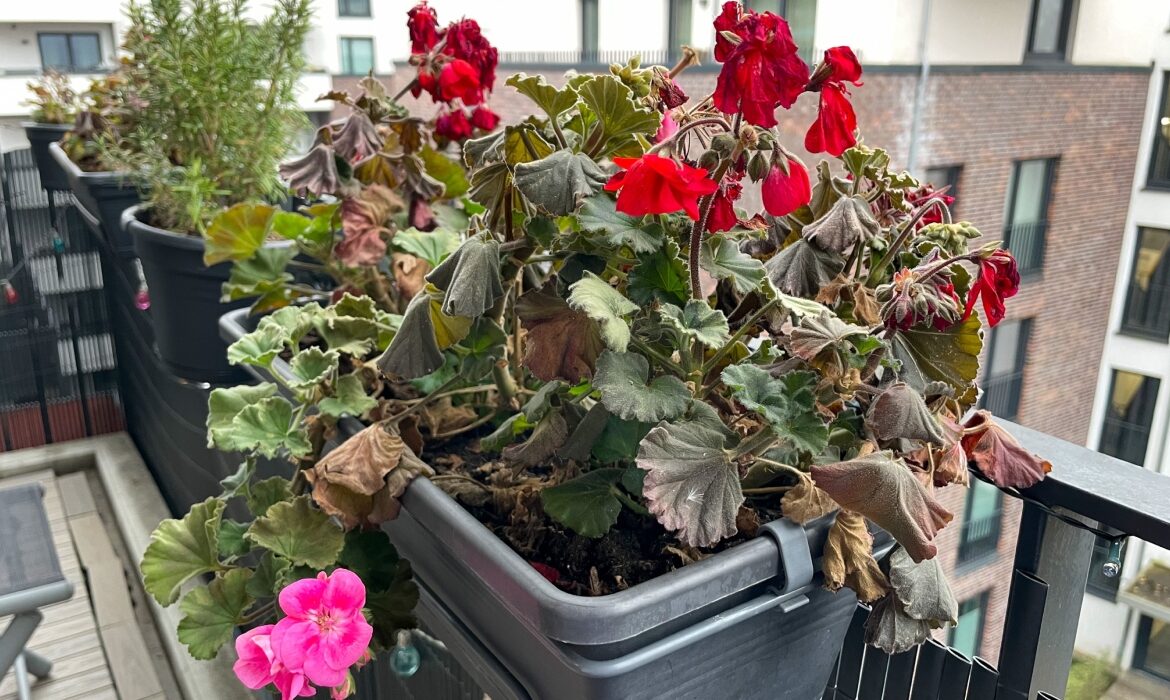 Soluția naturală care readuce plantele la viață în câteva zile. Ai nevoie de un singur ingredient din frigider