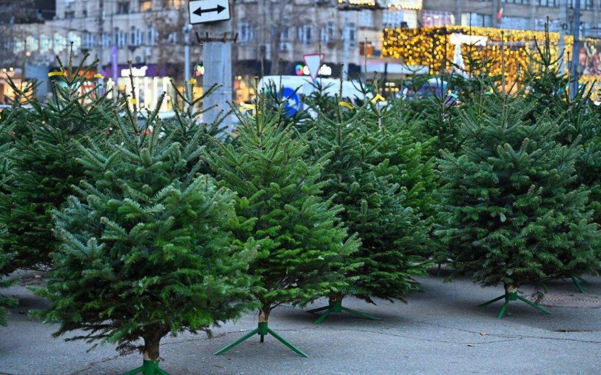 Locații din Chișinău de unde poți cumpăra un brad natural
