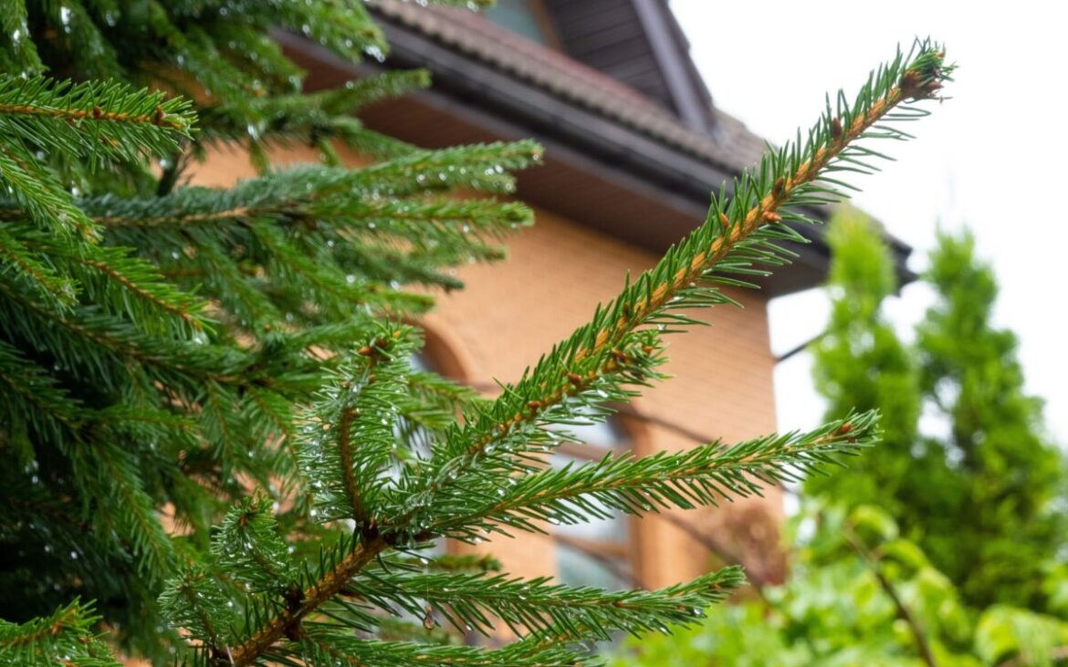 Ce semnifică bradul în curte: tradiție, simbol și obiceiuri românești