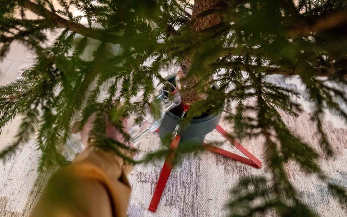 Cum să menții bradul de Crăciun proaspăt și hidratat săptămâni bune! Ce să pui la rădăcina lui, imediat după ce l-ai adus acasă