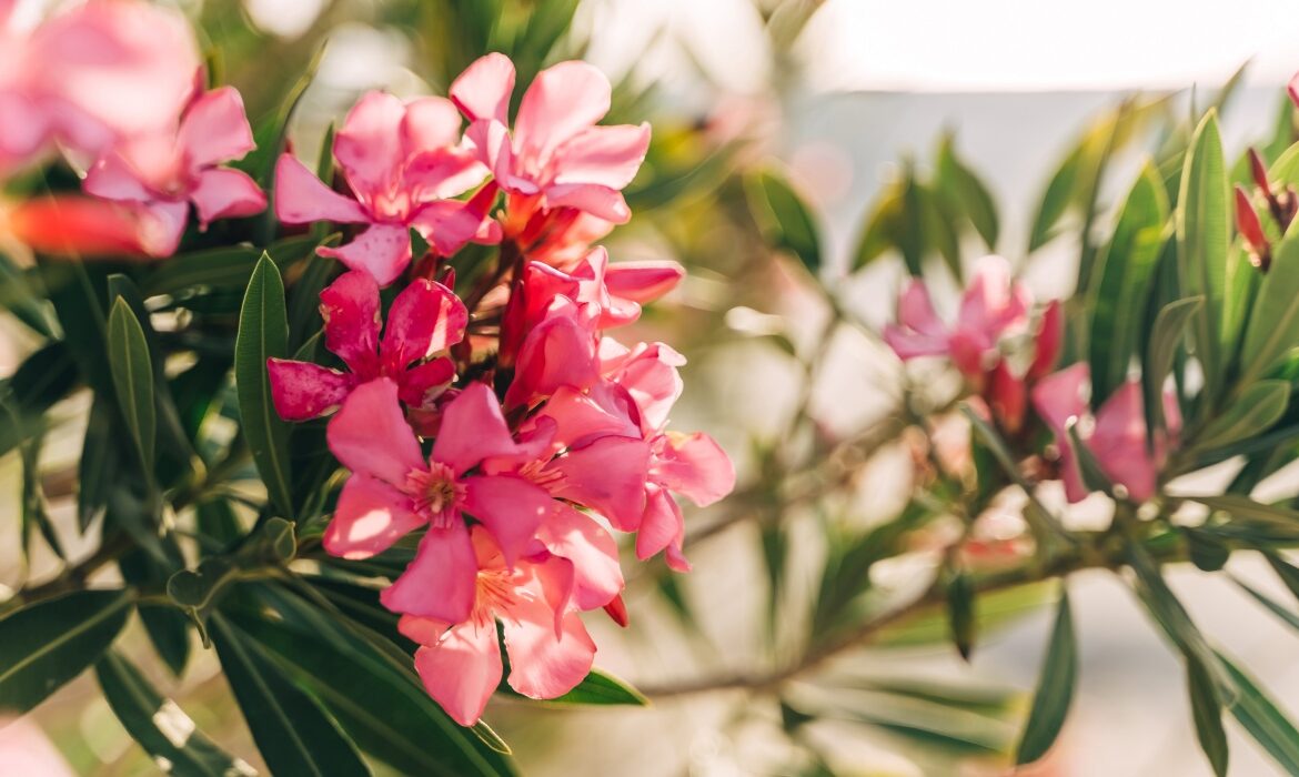 Trucul natural care transformă leandrul într-o explozie de flori. Ce să pui la rădăcină pentru rezultate spectaculoase