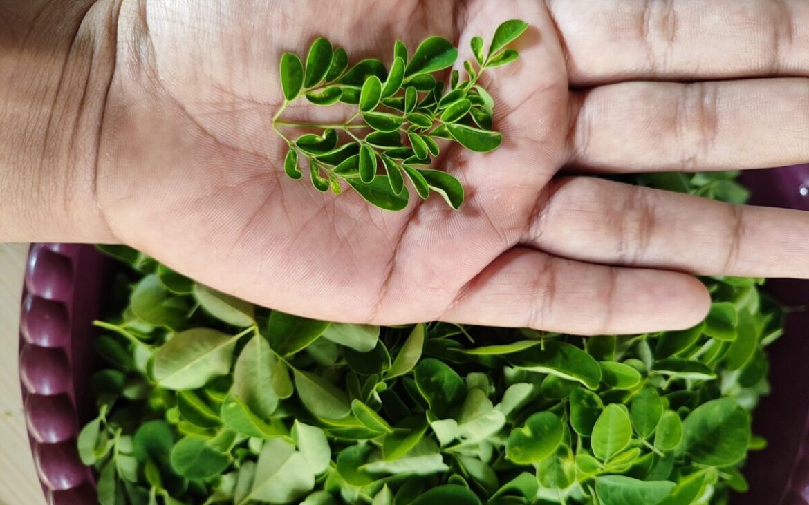 Planta despre care se spune că are mai mult calciu decât laptele. I se spune „antibioticul naturii”