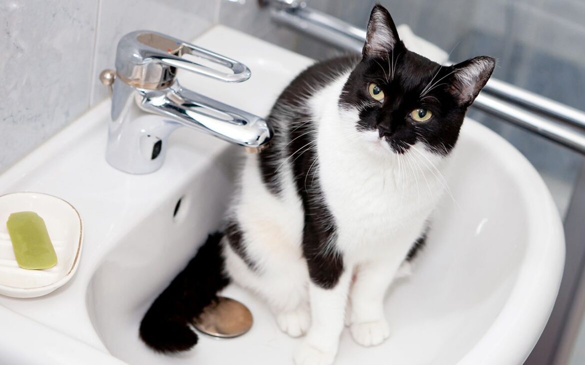 Motivul real pentru care pisica te urmărește mereu, când mergi la WC. Ce crede că se întâmplă, de fapt