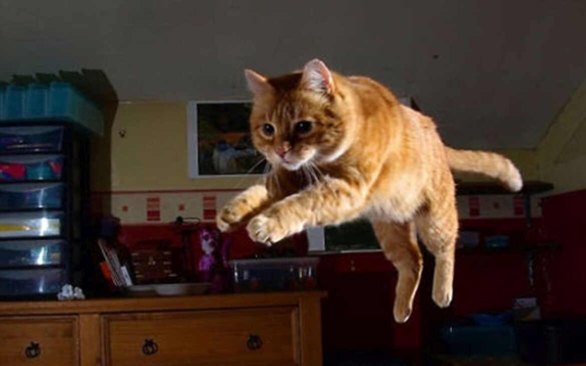 Motivul real pentru care pisica ta aleargă noaptea prin casă. Ce mesaj vrea să-ți transmită