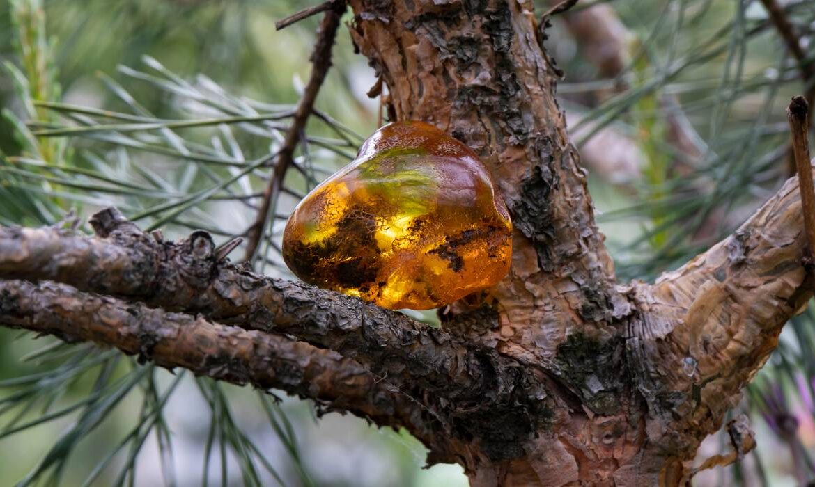 Cu ce se curăță rășina de brad de pe haine. Trucuri naturale ca să o îndepărtezi fără să le strici