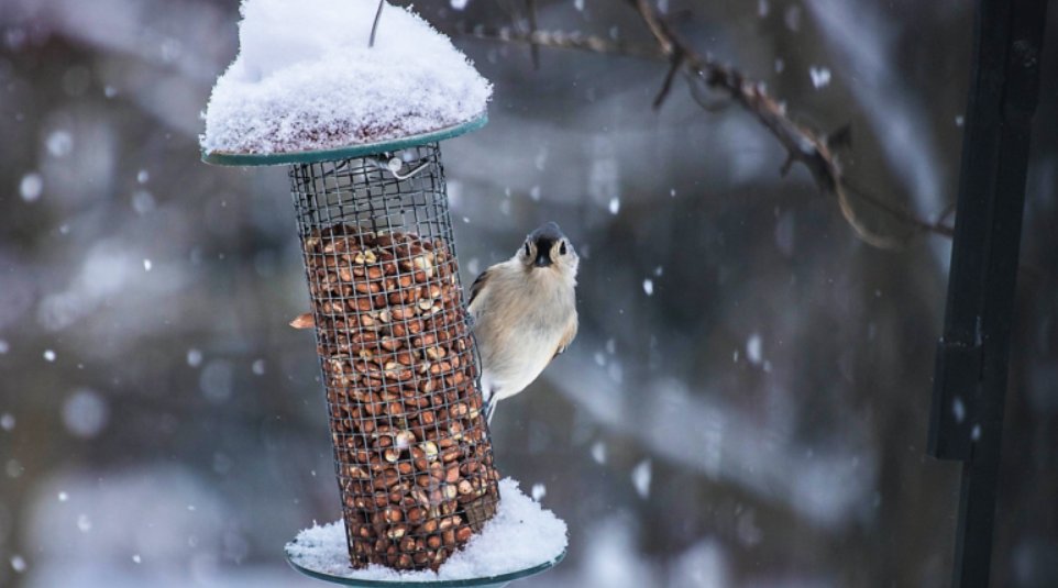 Ești pasionat(ă) de fotografie? Participă la concursul „Hrănește păsările și câștigă premii”