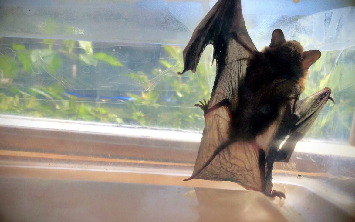 Cât de periculoasă este prezența liliecilor în locuință? Pot provoca boli fatale
