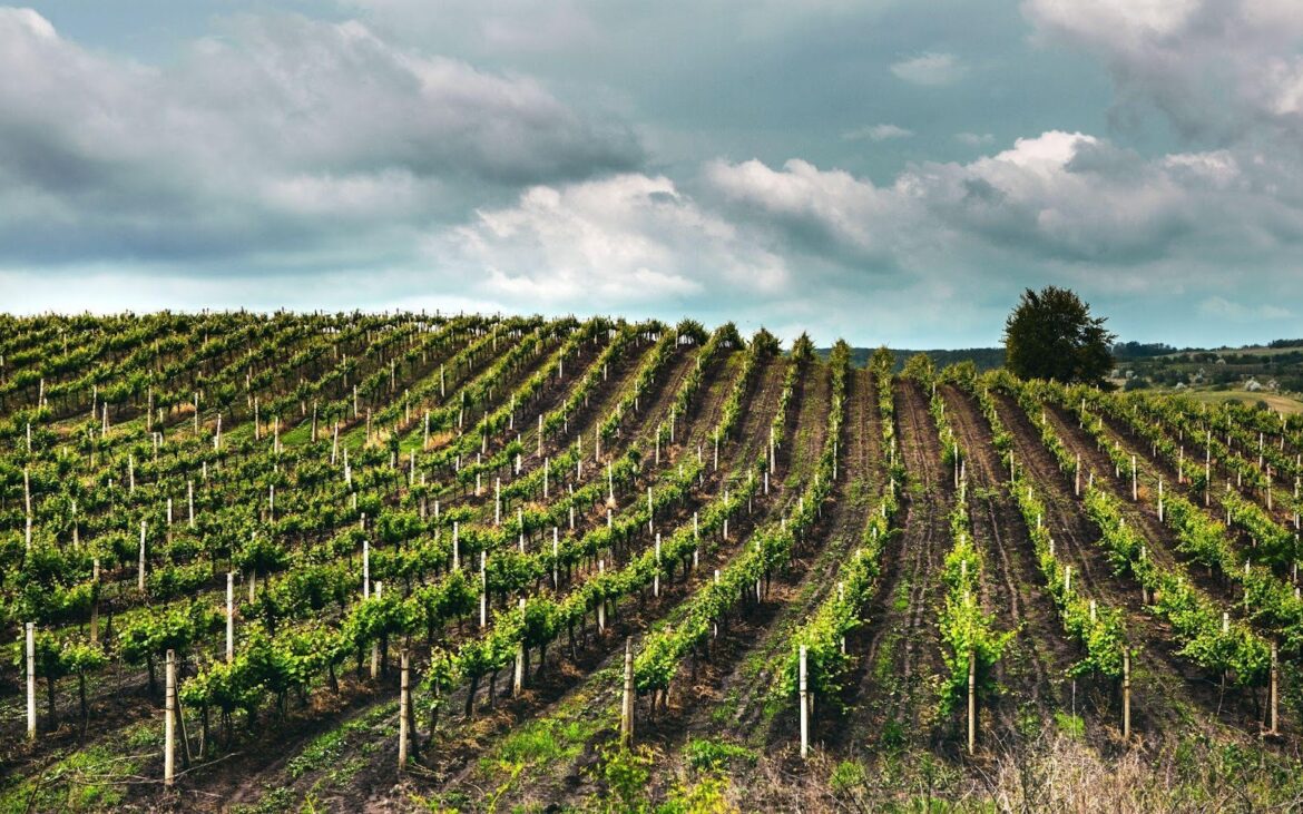 Producătorii de vinuri de autor din Republica Moldova participă la RO-Wine 2026, la Cluj-Napoca