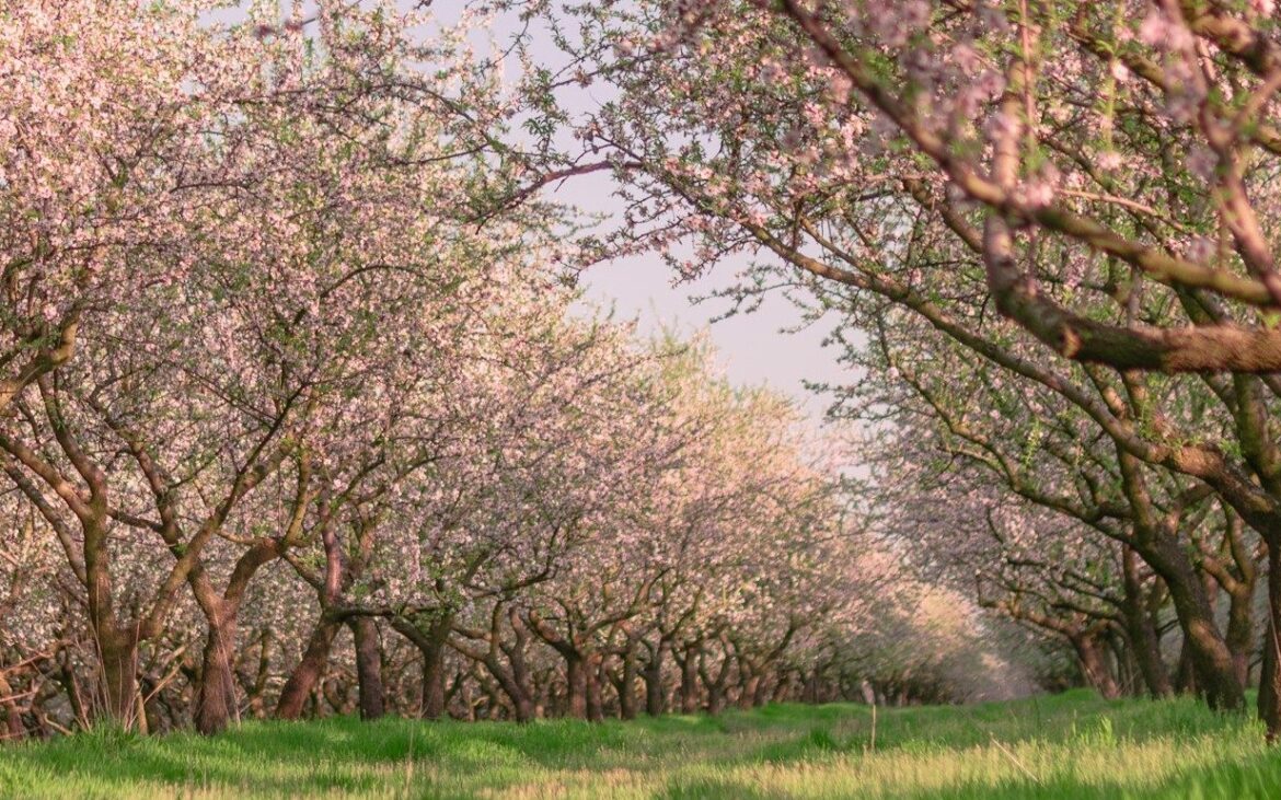 (foto) Livada de migdali de la Dumbrava Veche a înflorit. Cât costă intrarea