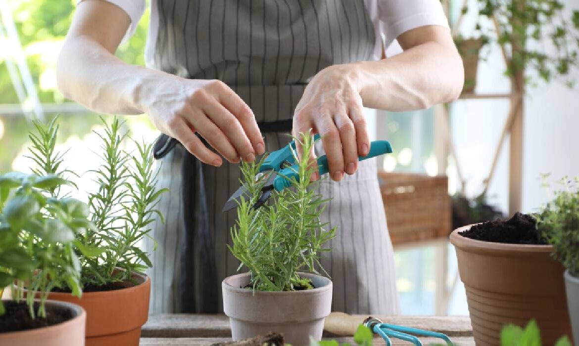 Ce plante aromatice merită cultivate în mai și cum pot ajuta digestia