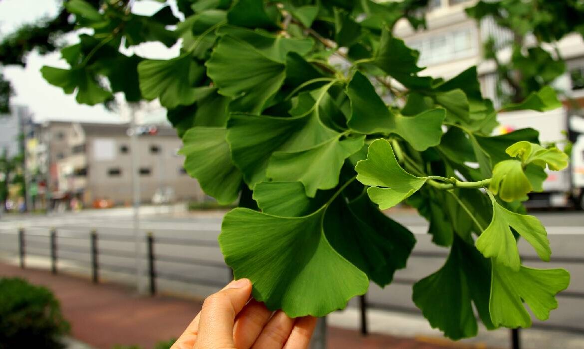 Ginkgo biloba: beneficii, limite și ce trebuie să știi înainte să îl folosești